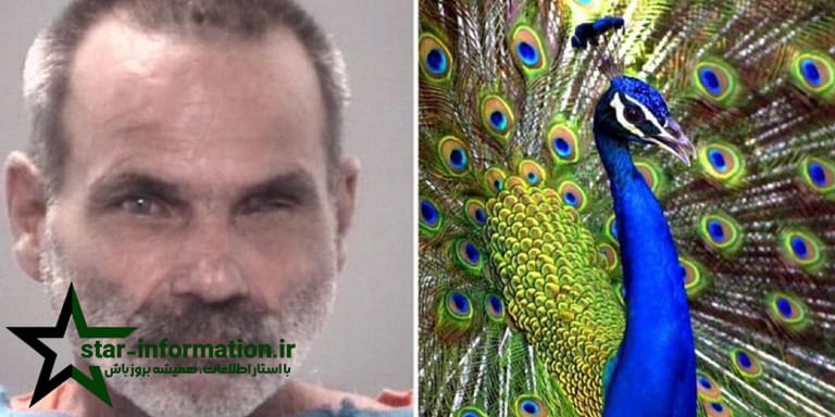 مردی در فلوریدا به اتهام کشتن، دو طاووس خونگی‌ دستگیر شد