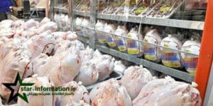 مرغ دوباره گران شد