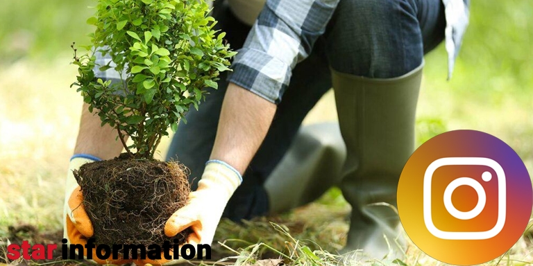 داستان کاشت درخت در اینستاگرام چیست؟